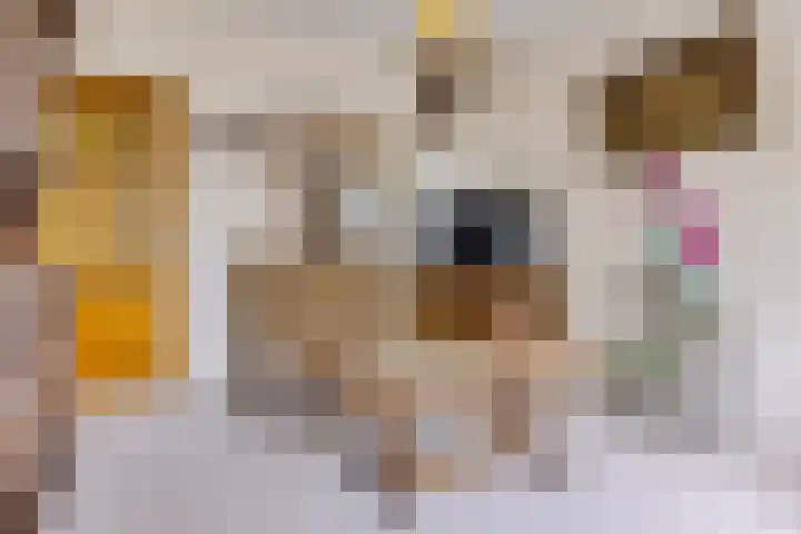 De Streep 14 Nieuwolda thumbnail 35