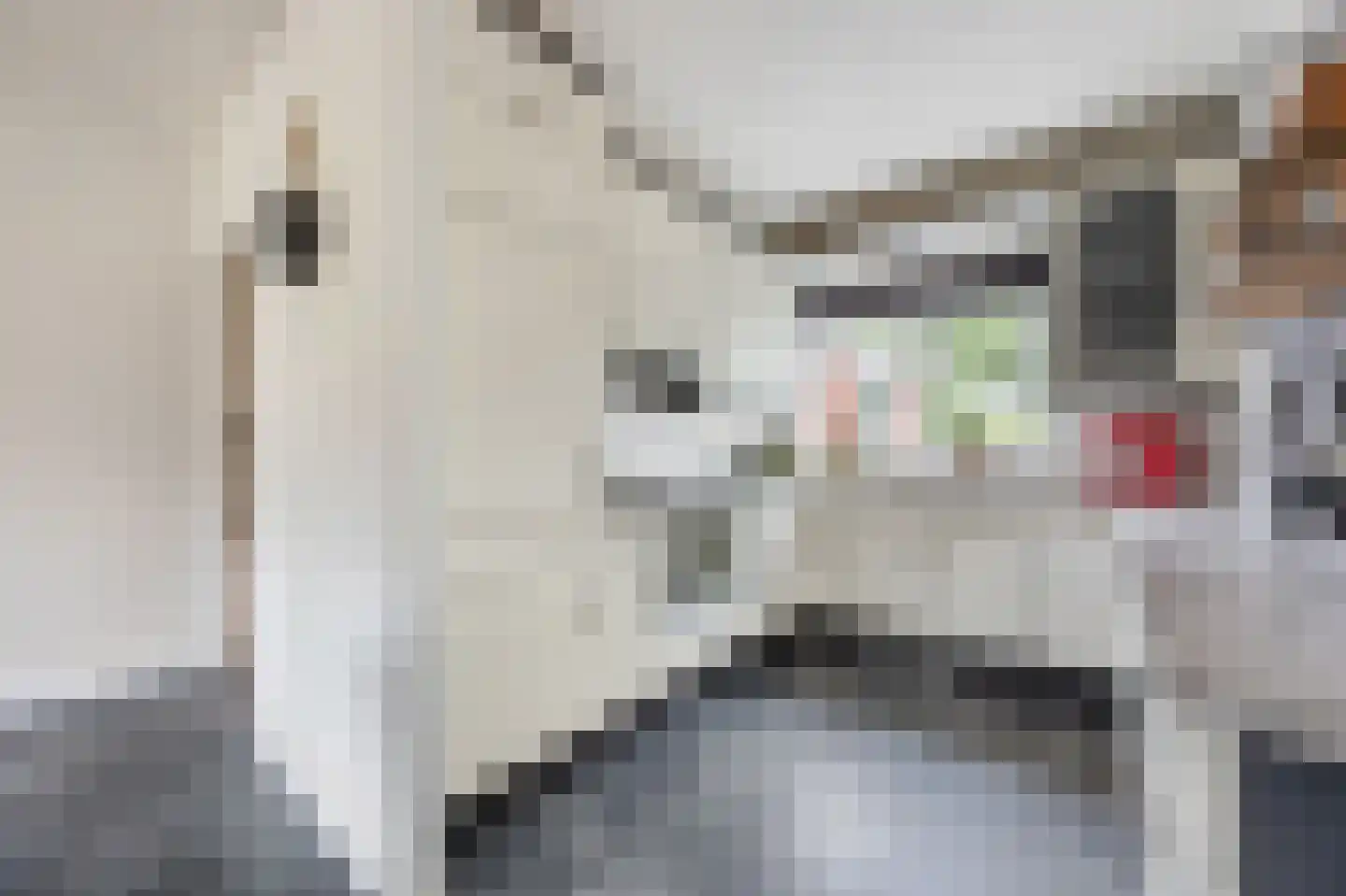 De Streep 44 Assendelft thumbnail 11