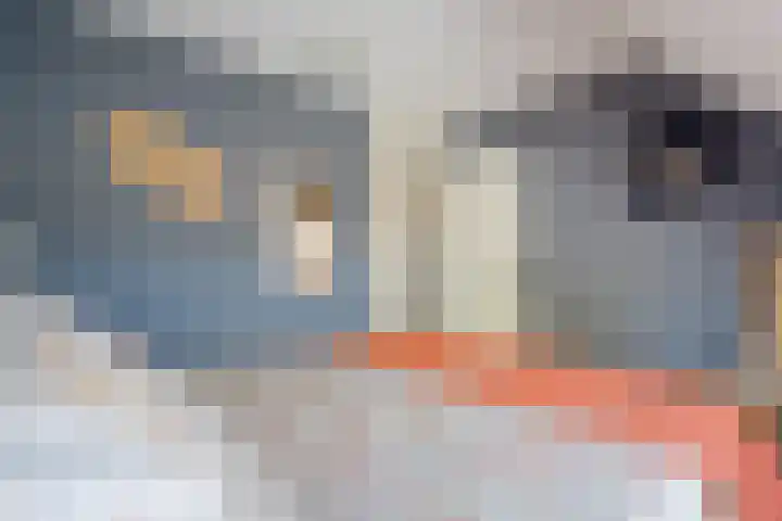 De strekel 13 Steenwijk thumbnail 21
