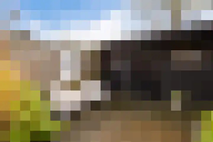De Stringen 30 Hallum thumbnail 38