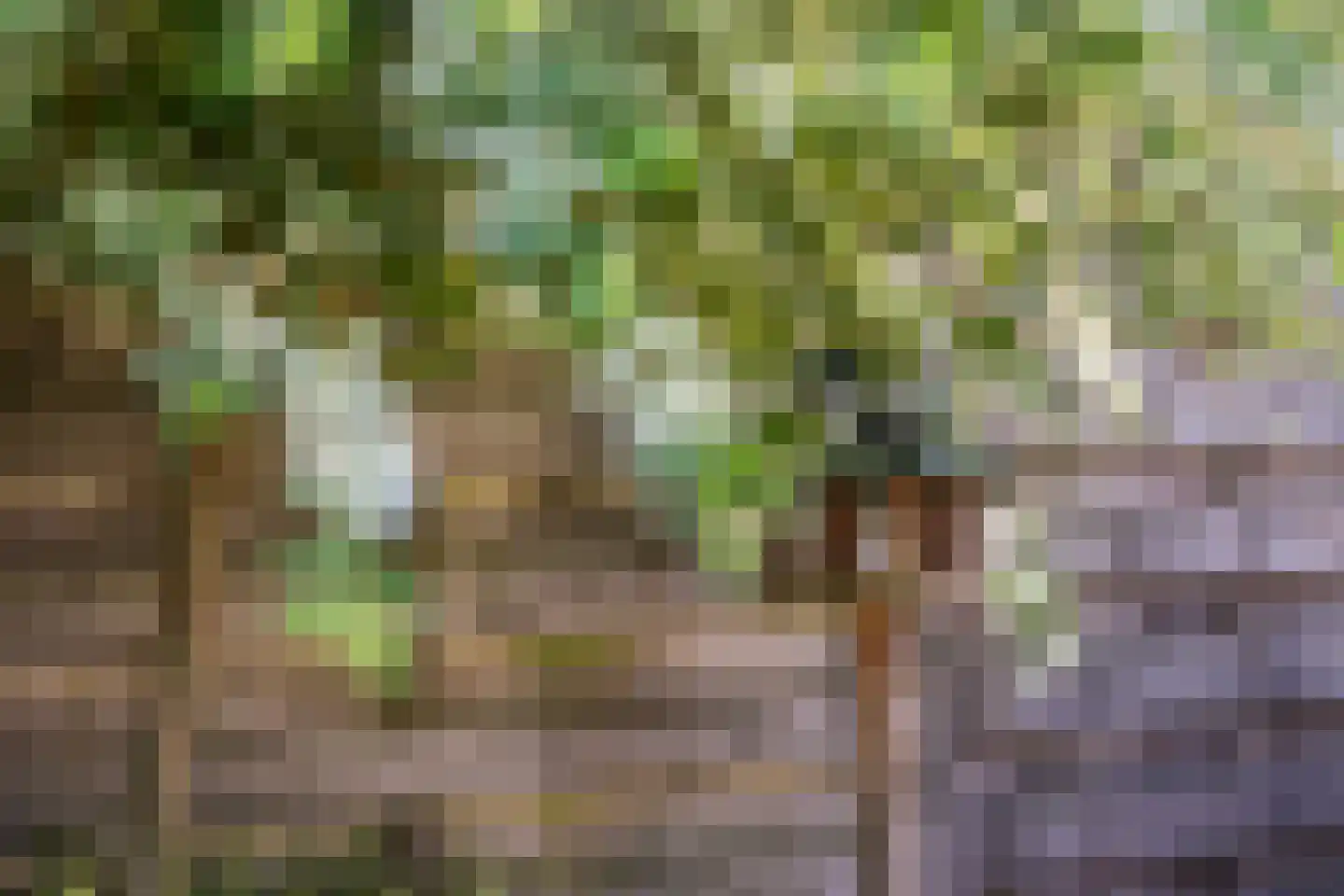 De Stripe 14 Stiens thumbnail 34