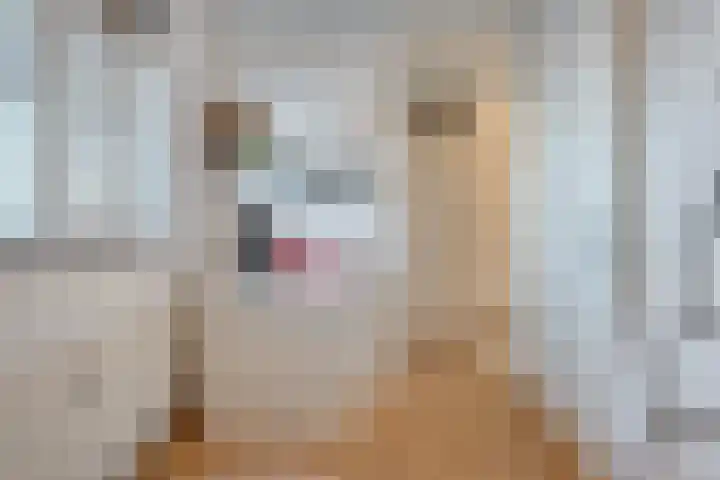 de Swaenenborgh 47 Meppel thumbnail 13