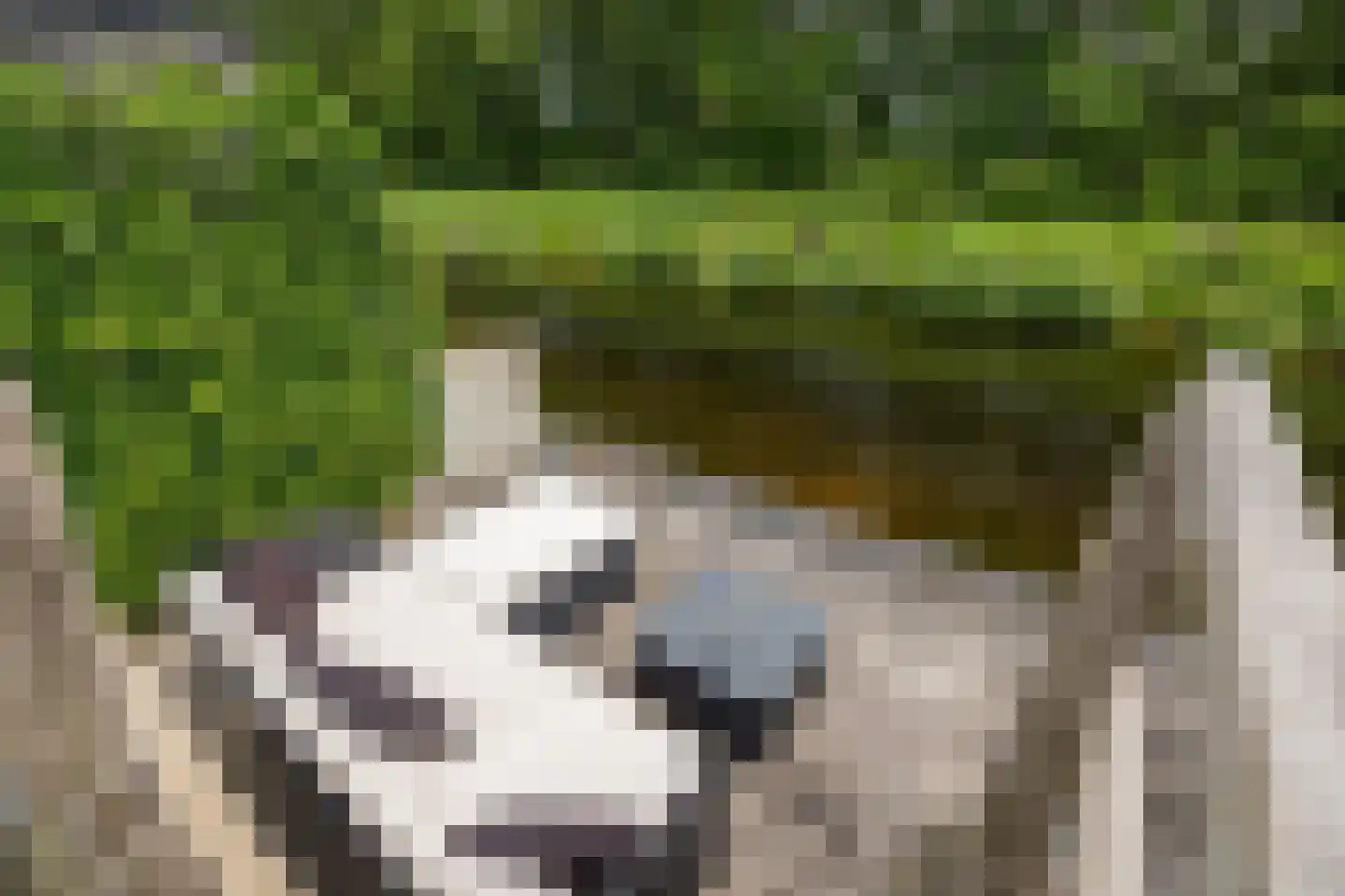De Swan 19 Joure thumbnail 49