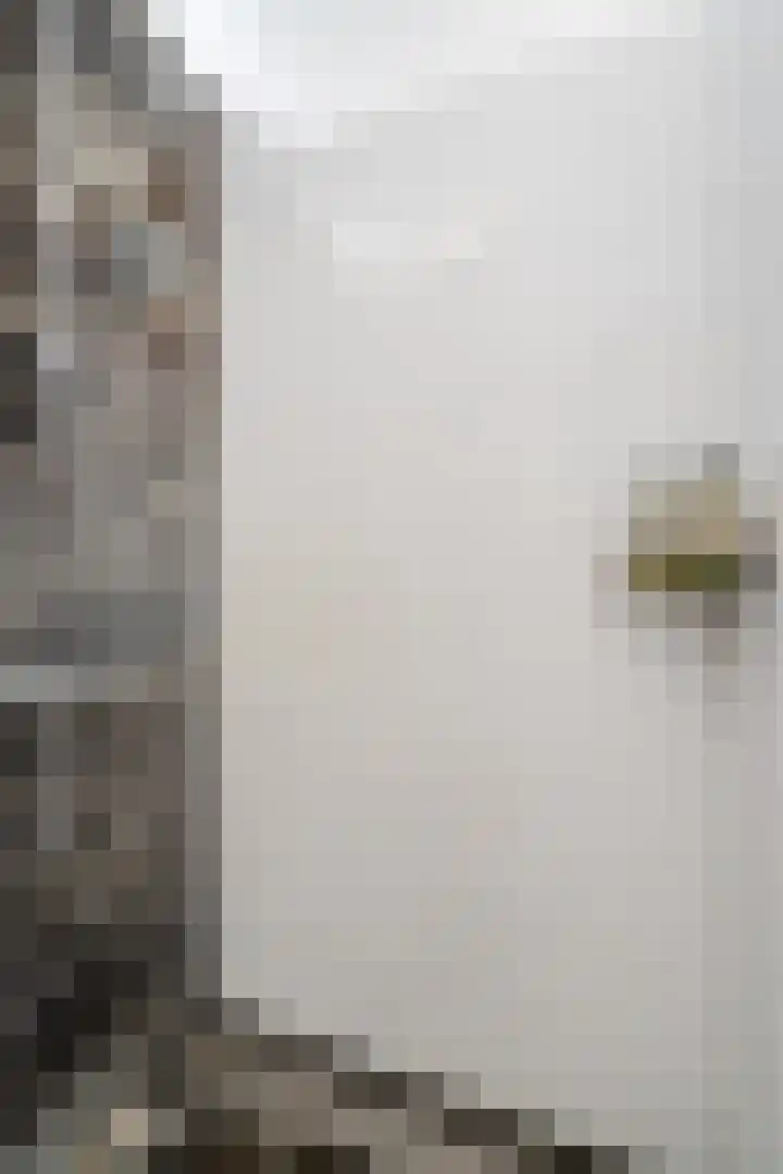 De Swel 7 Joure thumbnail 32