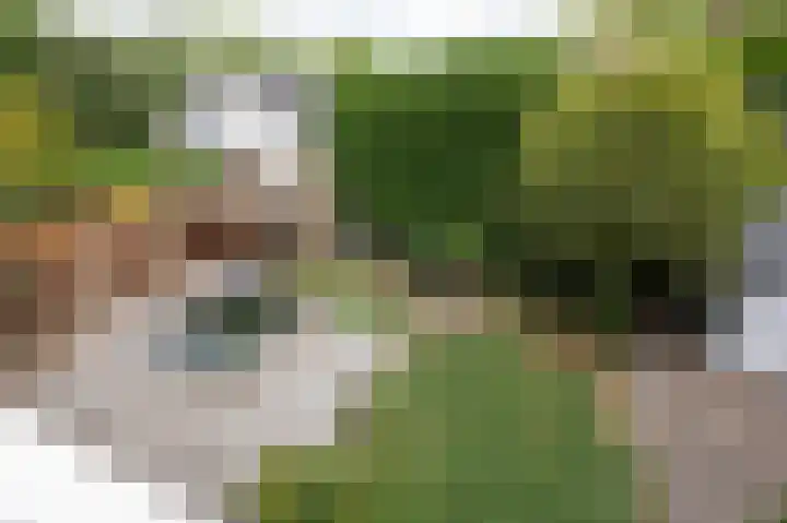 De Tamboer 11 Duiven thumbnail 65