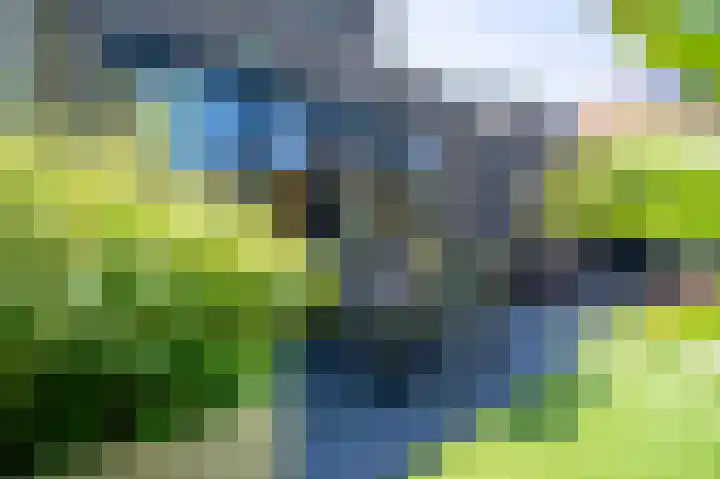 De Tamboerijn 12 Beek en Donk thumbnail 40