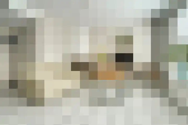 De Tas 51 Koudekerk aan den Rijn thumbnail 12