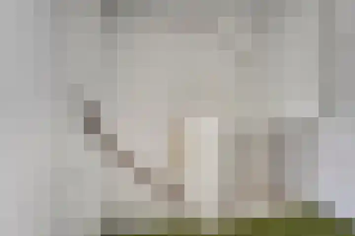 De Tas 51 Koudekerk aan den Rijn thumbnail 27