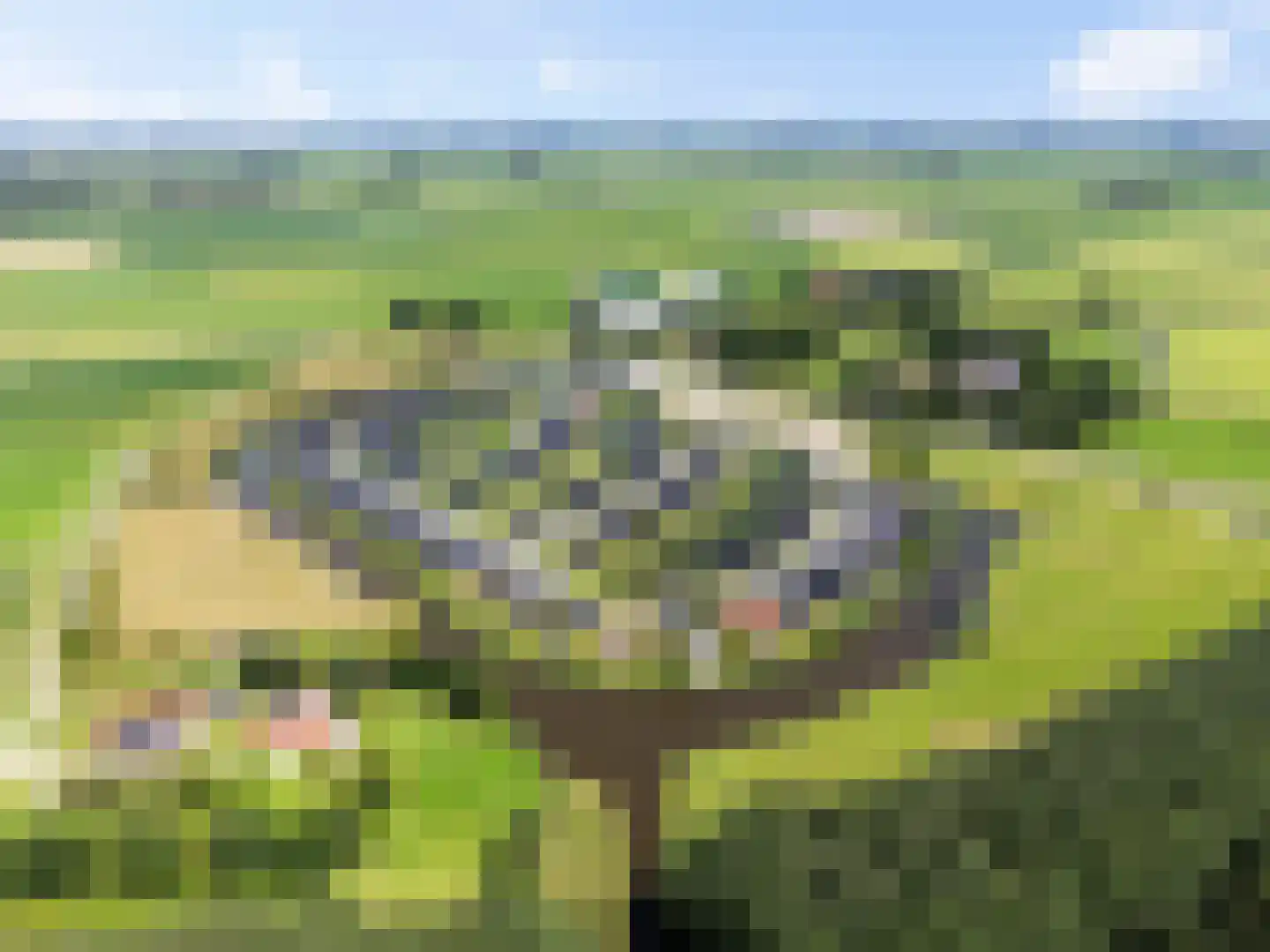 De Terp 24 Witmarsum thumbnail 20