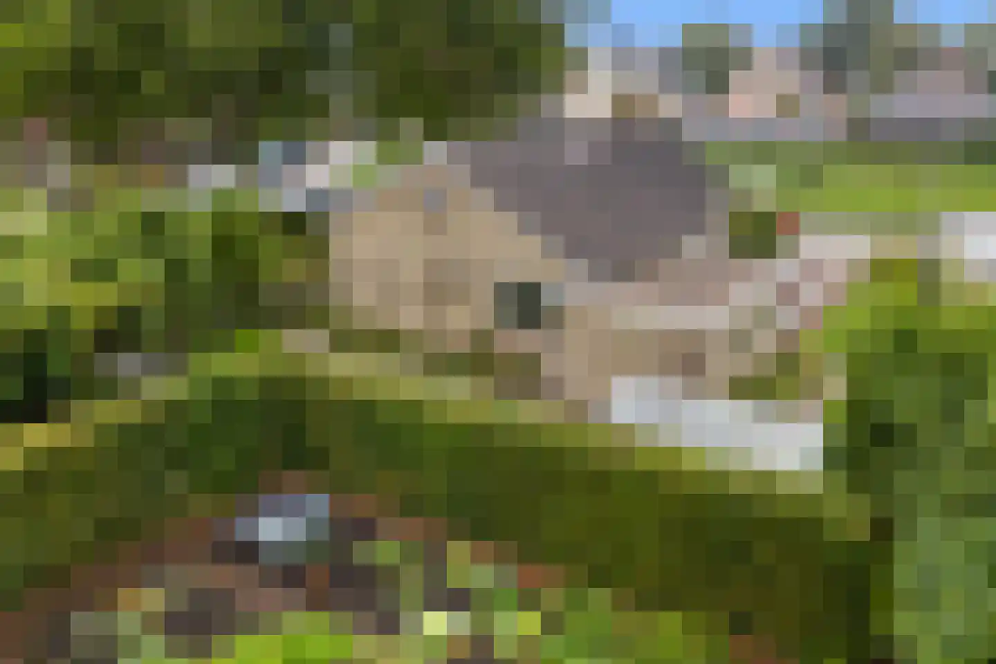 De Terp 7 Blije thumbnail 5
