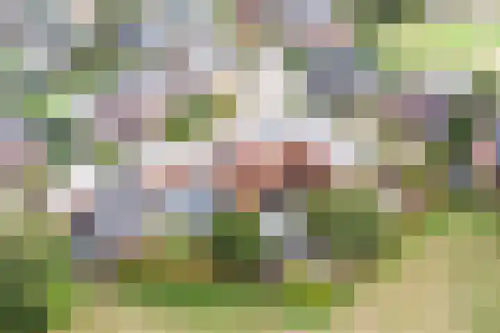De Tes 15 Beegden thumbnail 57