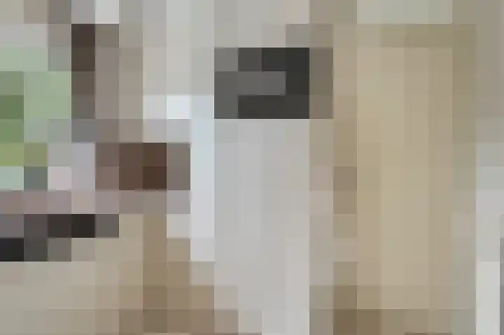 De Til 15 Koudekerk aan den Rijn thumbnail 14