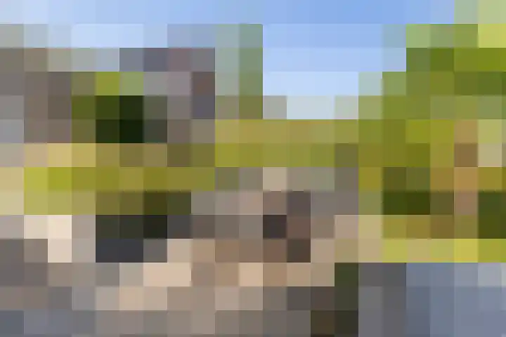 De Tille 18 Arum thumbnail 46