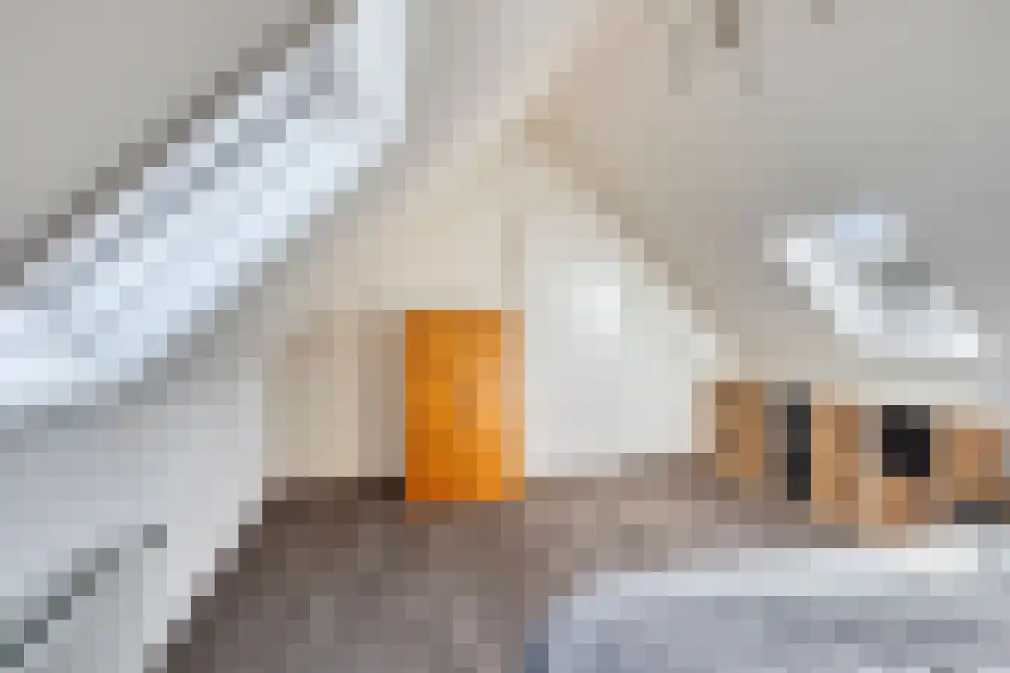 de Timp 11 Bemmel thumbnail 33