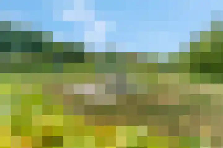 De Tip 3 Herveld thumbnail 44