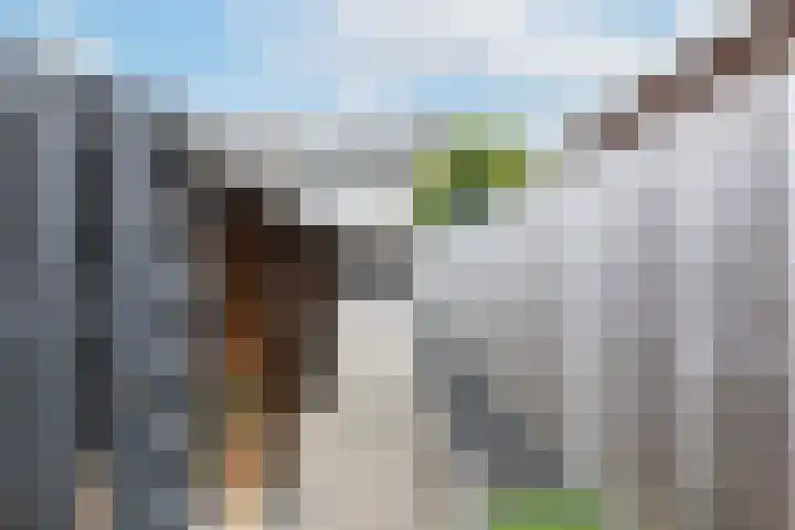 De Tol 41 Apeldoorn thumbnail 30