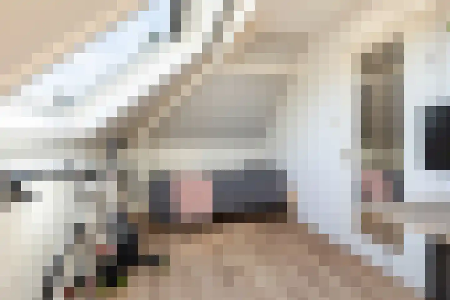 De Tol 55 Apeldoorn thumbnail 27