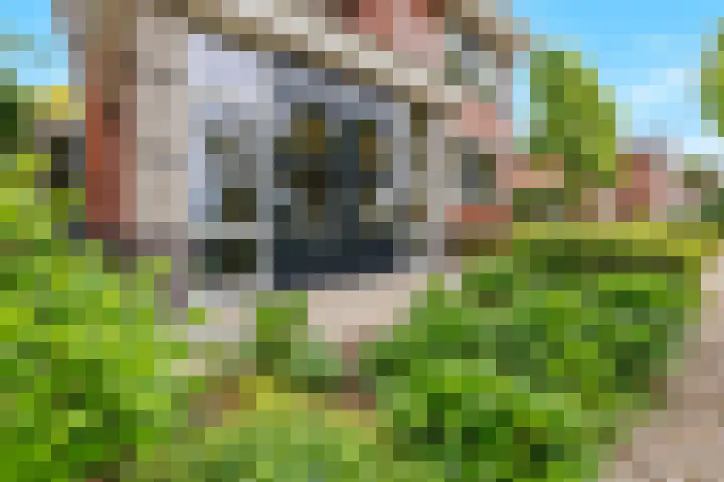 De Tolboom 19 Afferden thumbnail 71