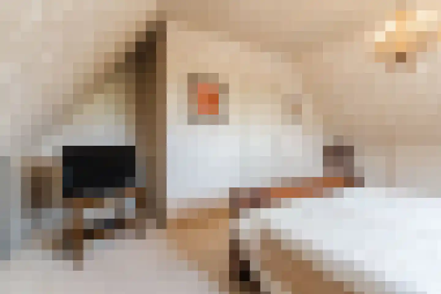 De Tollande 25 Hoogeloon thumbnail 33