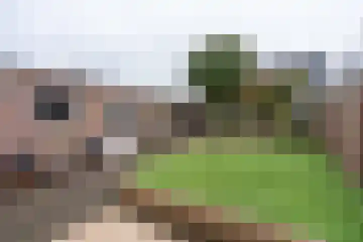 De Torenvalk 12 Rossum thumbnail 4