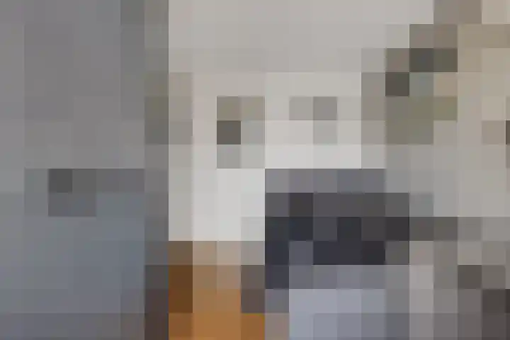 De Tribune 10 Zaandam thumbnail 27
