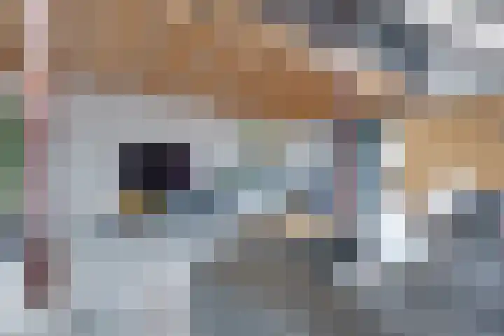 De Trije Roeden 6 Boelenslaan thumbnail 12