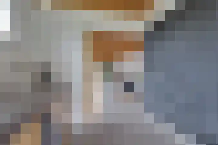 De Trije Roeden 6 Boelenslaan thumbnail 24