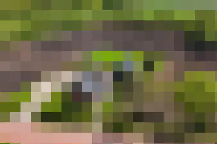 De Trije Roeden 6 Boelenslaan thumbnail 85