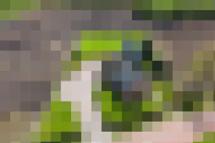 De Trije Roeden 6 Boelenslaan thumbnail 86
