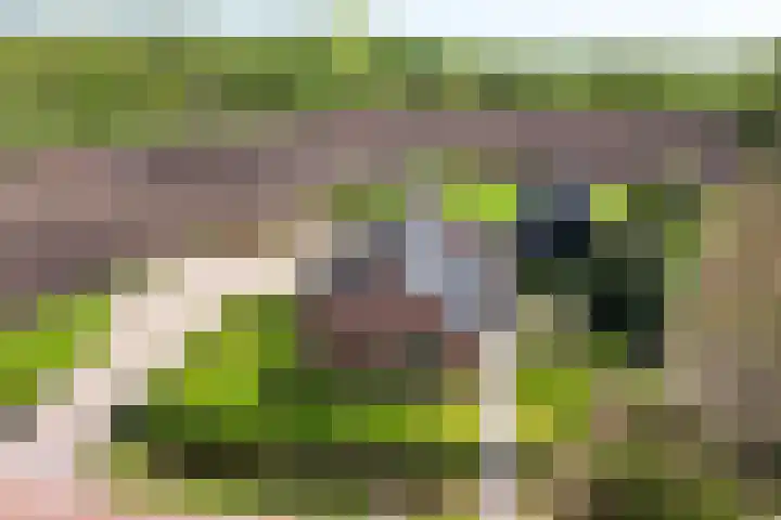 De Trije Roeden 6 Boelenslaan thumbnail 87