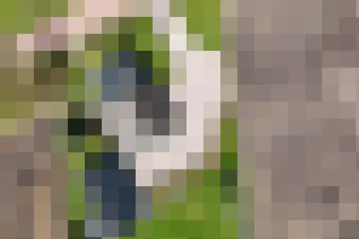De Trije Roeden 6 Boelenslaan thumbnail 95