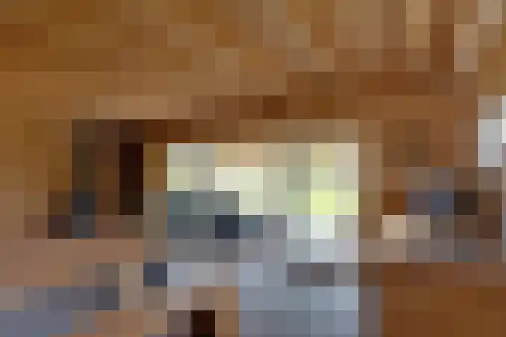 De Trije Roeden 6 Boelenslaan thumbnail 98