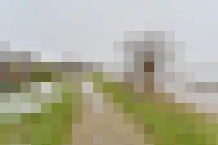 De Trippen 52 Nieuw-Weerdinge thumbnail 83