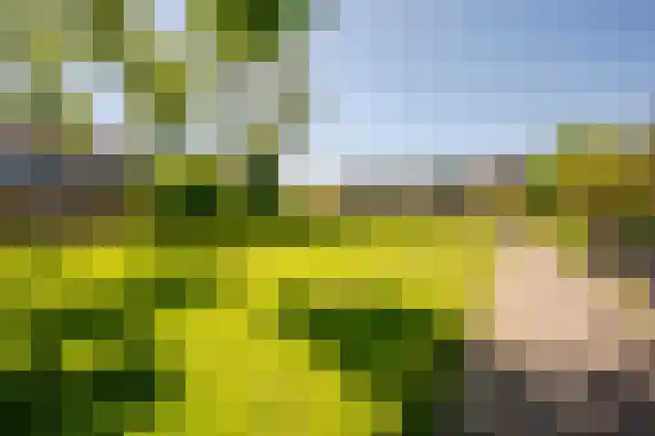 De Trompettershof 6 Swifterbant thumbnail 34