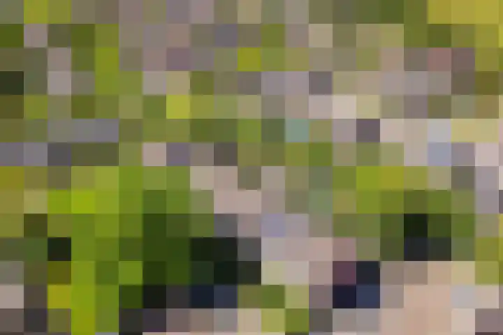 De Trompettershof 6 Swifterbant thumbnail 5