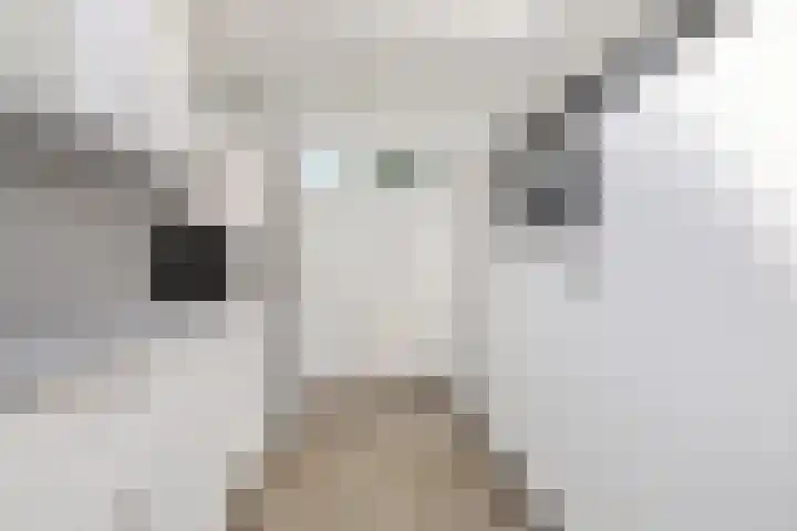 De Tsjalk 11 Grou thumbnail 24