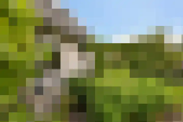 De Tsjotter 14 Hallum thumbnail 38