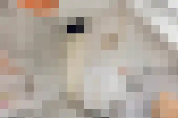 De Tuimelaar 20 Veenendaal thumbnail 15