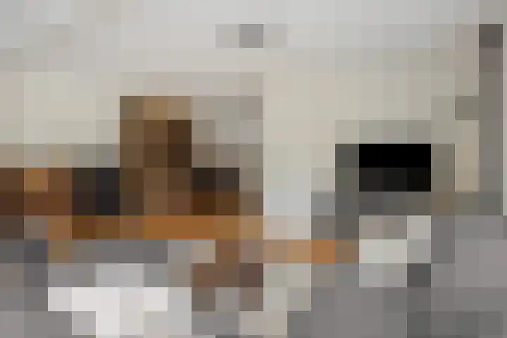 De Turfkamp 10 Berlicum thumbnail 9