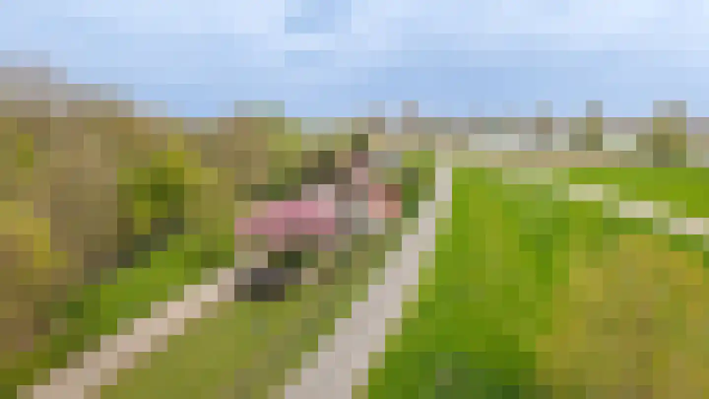 de Tuut 16 Appeltern thumbnail 64