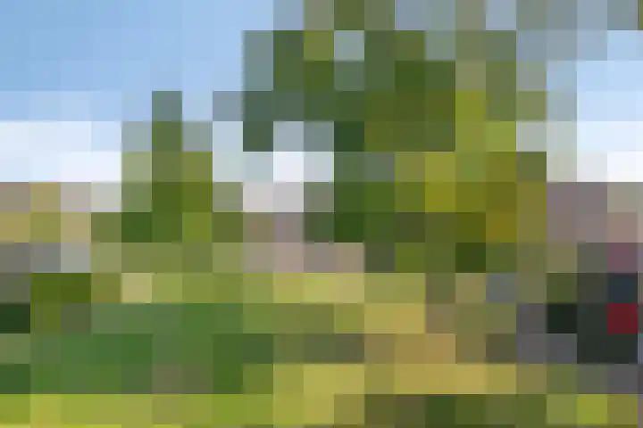 De Twee Gebroeders 263 Drachten thumbnail 25