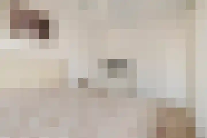 De Uitvang 12 Bergeijk thumbnail 17