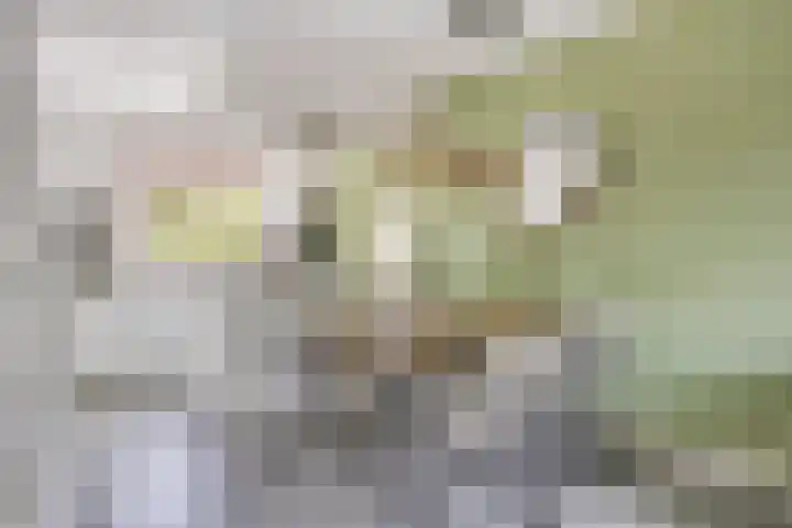 De Uitvang 42 Bergeijk thumbnail 5