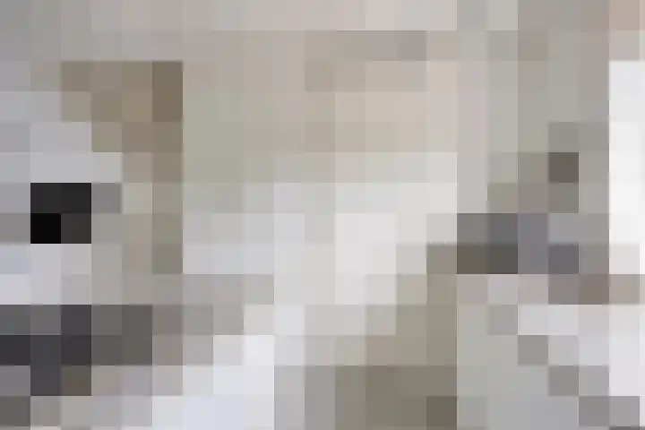 De Uitvang 42 Bergeijk thumbnail 7