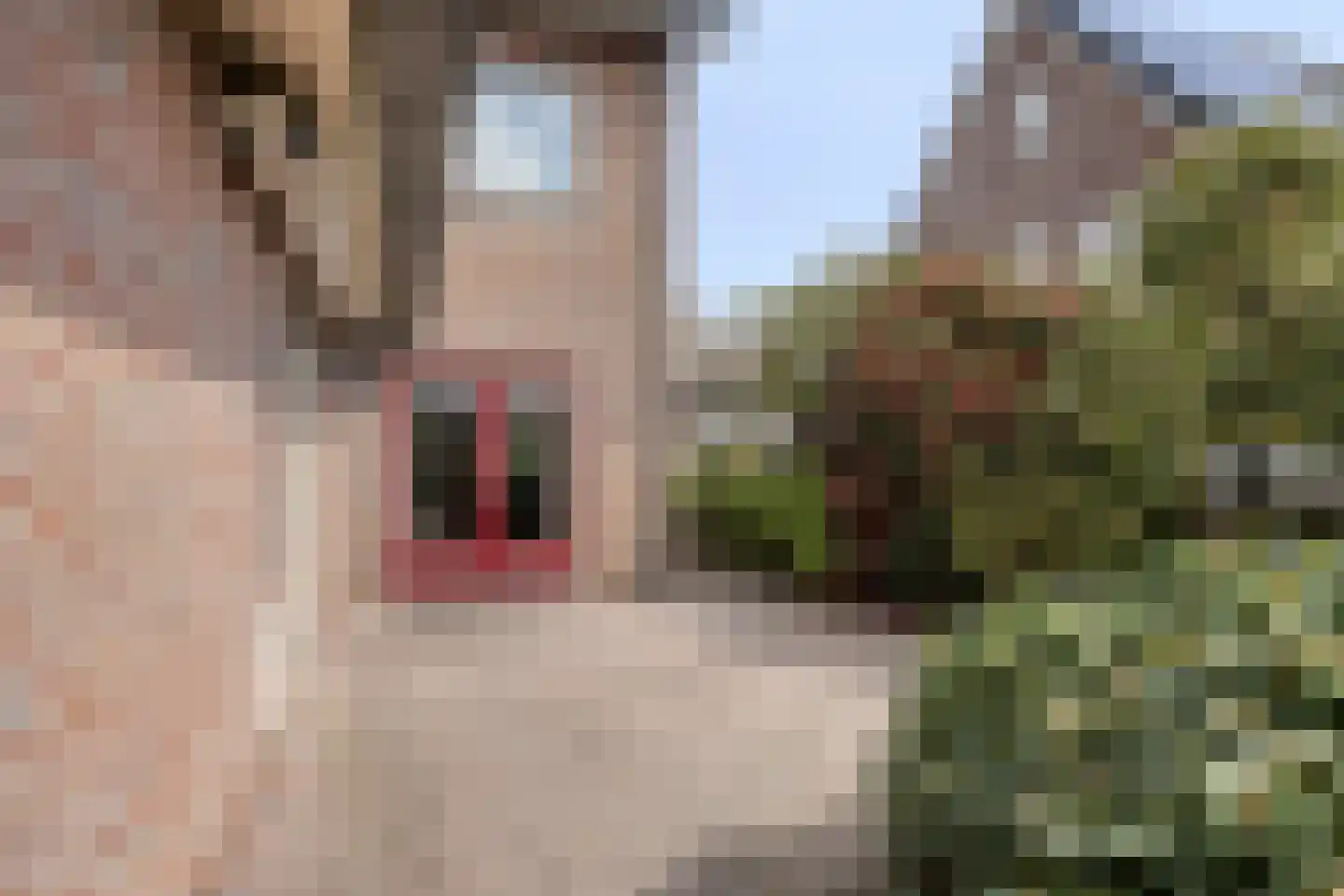 De Vaarboom 20 Elim thumbnail 37