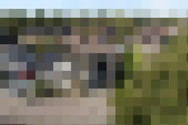 De Valeriaan 53 Dedemsvaart thumbnail 51