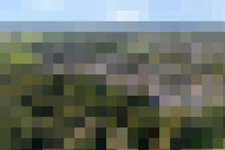 De Valeriaan 53 Dedemsvaart thumbnail 52