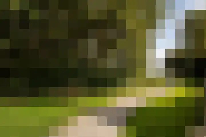 De Valeriaan 53 Dedemsvaart thumbnail 55