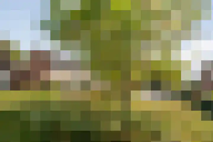 De Valk 5 Vriezenveen thumbnail 35