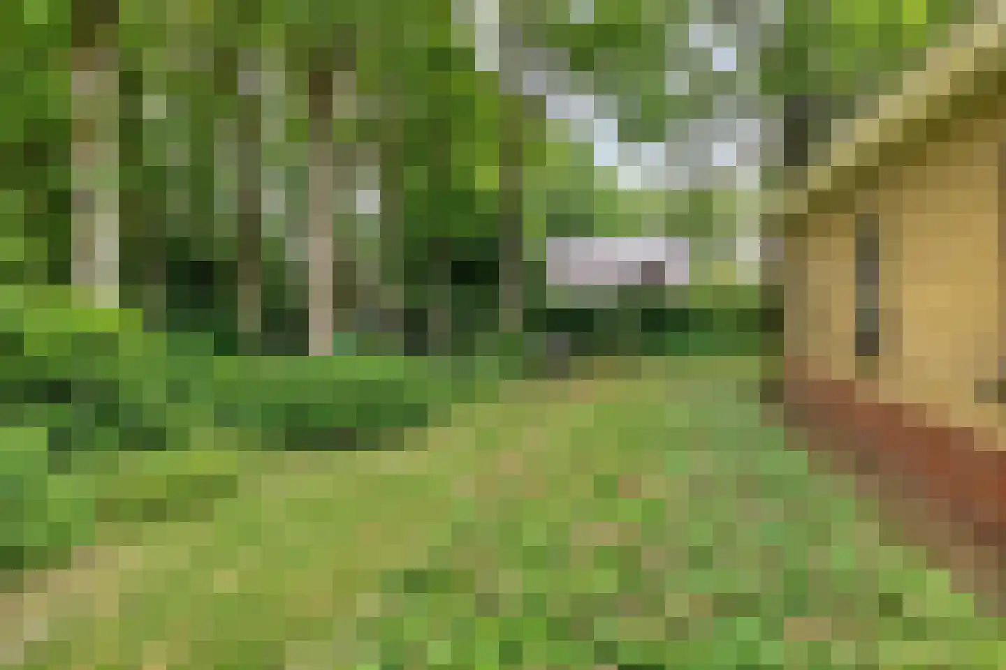 De Valouwe 2 Appelscha thumbnail 37